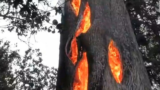 Falscher
                            "Waldbrand" mit Laserwaffen: Ein
                            Baum von vielen brennt von innen heraus