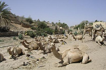 Keren: Camels at the periphery of
                              Keren (2003)