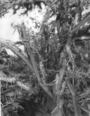 Locust attack in Eritrea