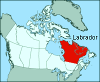Karte mit Labrador