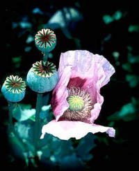 Mohnblume, Schlafmohn: Samenkapsel