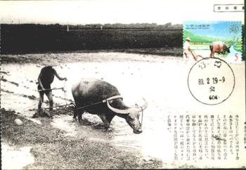 Taiwan / Formosa:
                        Reiswirtschaft mit Wasserb�ffel auf Briefmarke
                        1945