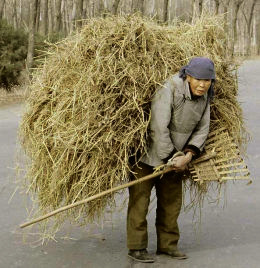 Peking 1980: Bauersfrau mit Heu
                                    auf dem R�cken, Yuanmingyuanstrasse