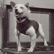 Perra Strelka despu�s del aterrizaje