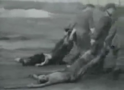 Leichen werden von SS-Männern auf einem
                            Weg hinter sich hergezogen 01, die Kleider
                            sind KEINE Häftlingsuniformen