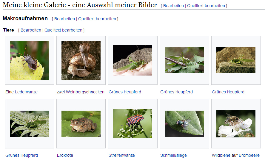 Armin K�belbeck, seine Fotogalerie auf
                  Mossad-Wikipedia, ein paar Fotos aus der Tierwelt