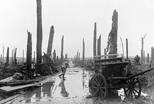 1917
                          apr.: bosque sufriendo de bombas cerca de
                          Ypres. Ese bosque de un castillo sufri� muchas
                          bombas y solo consiste en troncos defoliados.