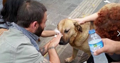 T�rkische Schl�gerpolizei 33, einem Hund
                          werden die mit Tr�nengas vergifteten Augen
                          ausgewaschen