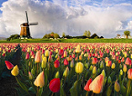 Holland
                      (Nederland), tulip field with windmill