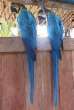 Orinoco, Venezuela : Indiowelt:
                            Arakanga-Papageien / loro Arakanga /
                            Arakanga parrot an Holzgel�nder sitzend