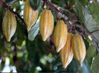 Kakao Schoten an einam Kakao-Baum für
                  Schokoladeproduktion