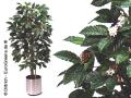Kaffeebaum /
                    arbol de caf� / cafe / arbre de caf� / cofee tree