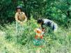 Ernte Tee in China ;
                  harvest of tea in China ; r�colte du th� Chine