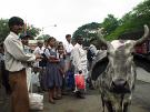Bombay / Mumbai Kuh auf der
                        Strasse / vacca en la calle / cow in the street
                        / vache dans la rue
