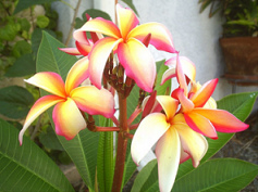 Hawaii, Blumen mit
                                      strahlenden Farben