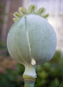 Opium-Milchsaft