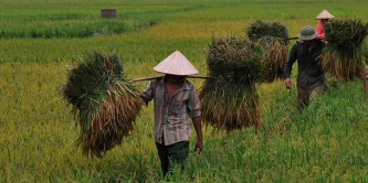 Vietnam rice farmers without machines