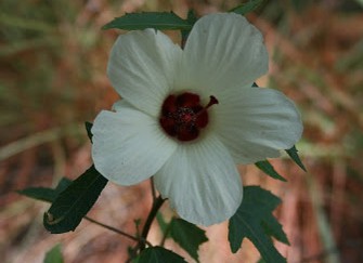 5 p�talos:
                  un hibisco (Hibiscus aculeatus)