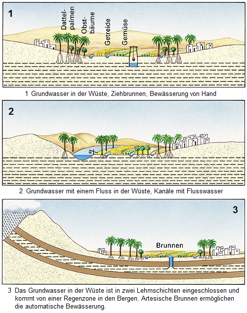 Schema 4: Wüste mit Oasen mit
                                    Grundwasser