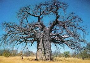 Abgestorbener
                        Baobab-Baum
