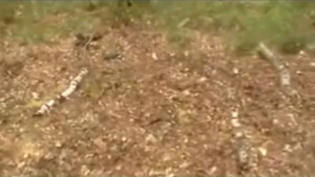 Holten (Holland), stake with
                branches put on the ground as a signal 02