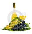 Wein mit Trauben der Reben: Virtueller
              Wasserverbrauch bis zu 480 Liter pro halber Liter wegen
              Bew�sserung der Reben